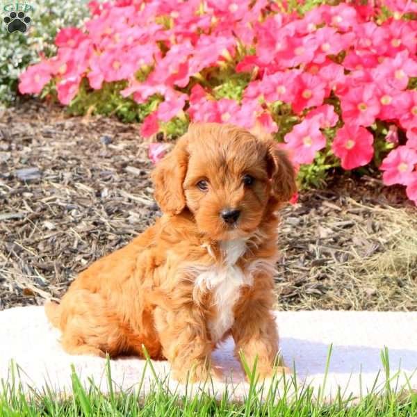 Bubbles, Cavapoo Puppy