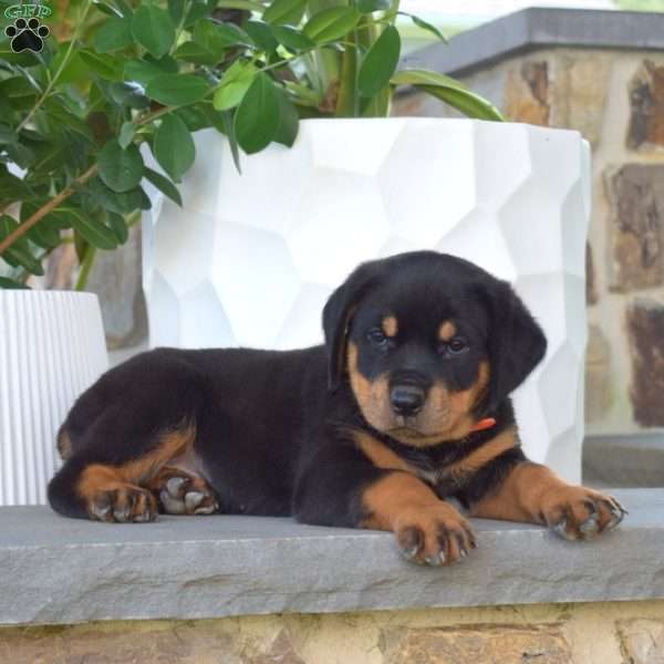 Bubbles, Rottweiler Puppy