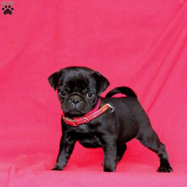 Bubbles, Pug Puppy