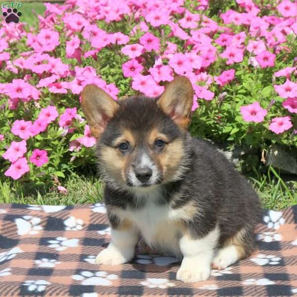 Bubbles, Pembroke Welsh Corgi Puppy