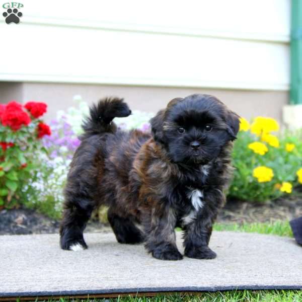 Bubbles, Shih Tzu Mix Puppy