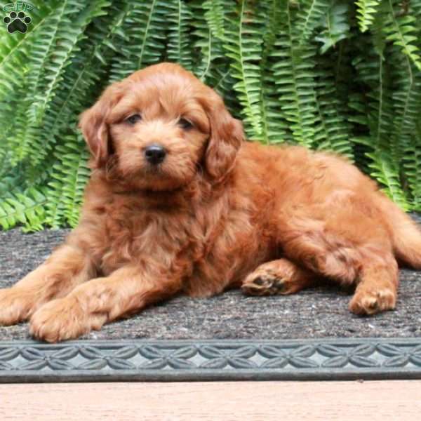 Bucky, Mini Goldendoodle Puppy