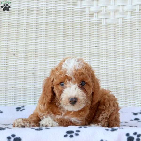 Bucky, Mini Goldendoodle Puppy