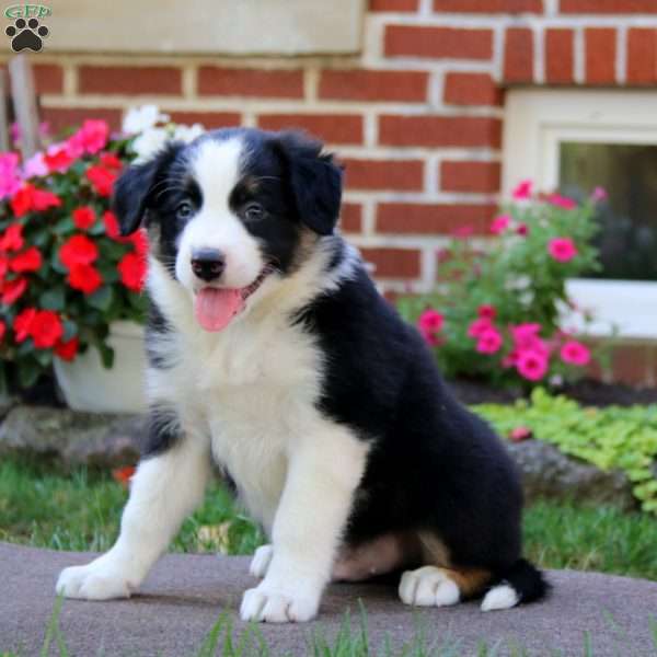 Bud, Border Collie Puppy