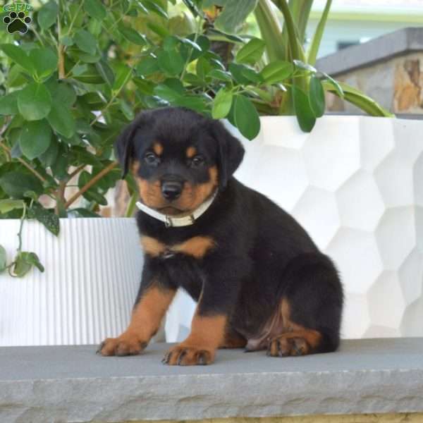 Buddy, Rottweiler Puppy