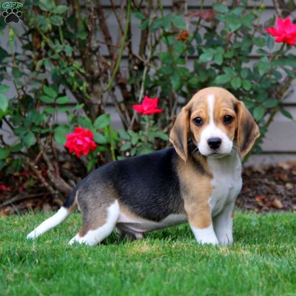 Buddy, Beagle Puppy