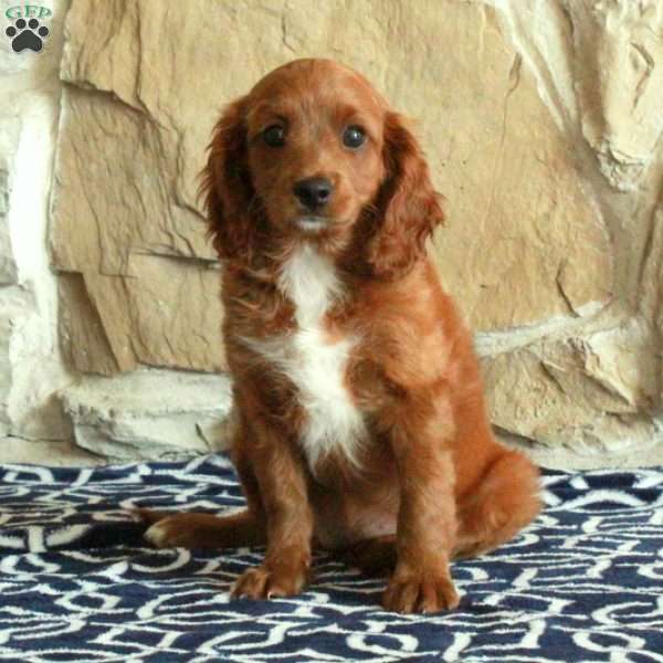 Bunny, Cavapoo Puppy