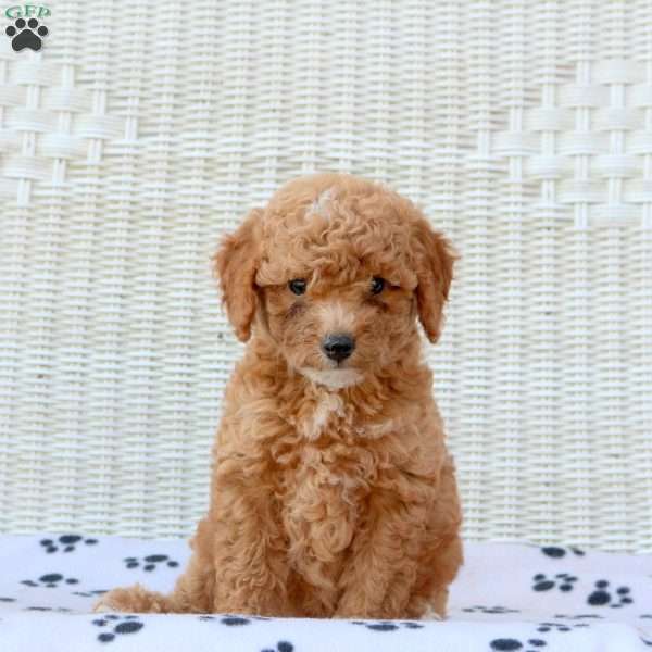 Bunny, Mini Goldendoodle Puppy