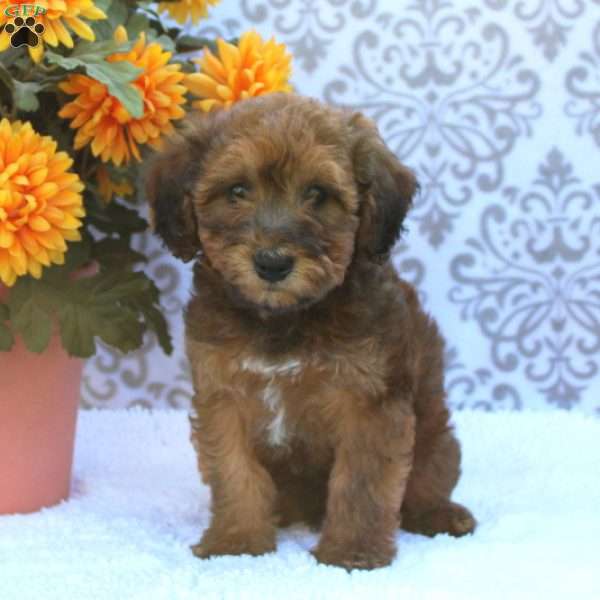 Buster, Mini Whoodle Puppy