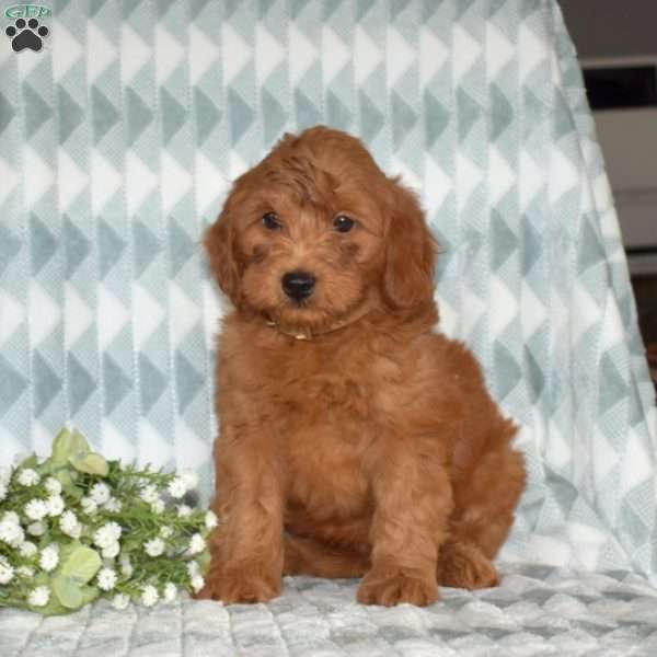 Buster, Mini Goldendoodle Puppy