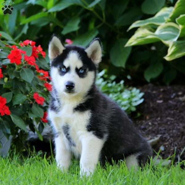 Buster, Siberian Husky Puppy