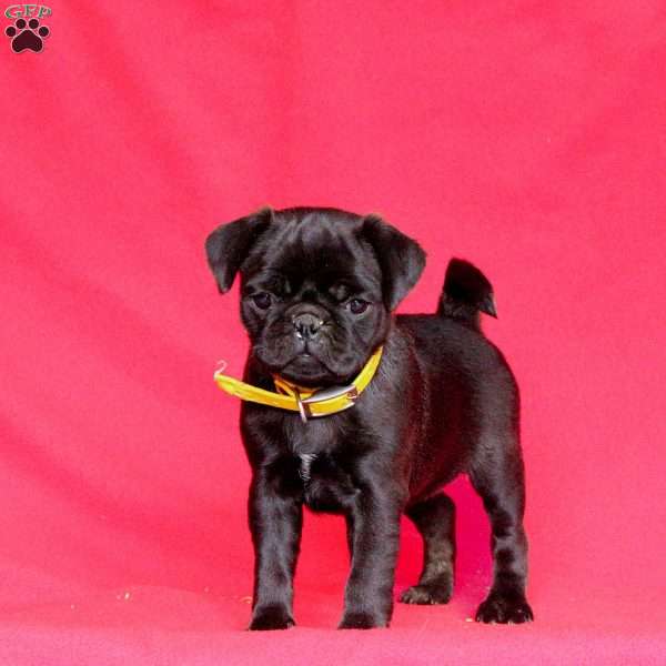 Buttercup, Pug Puppy