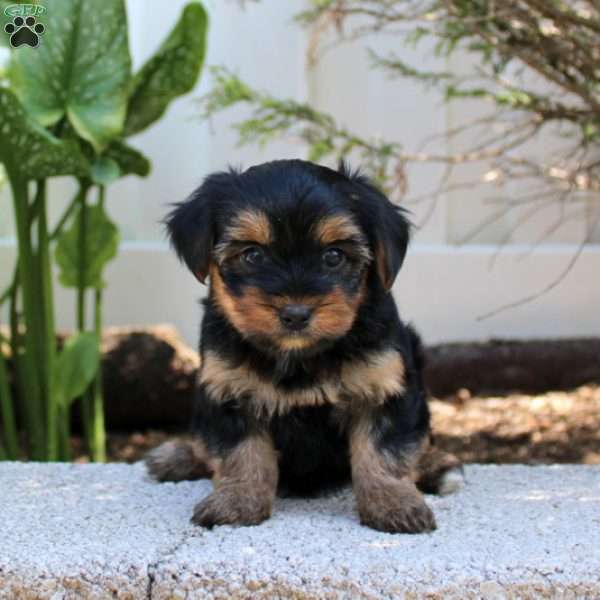 Button, Morkie / Yorktese Puppy