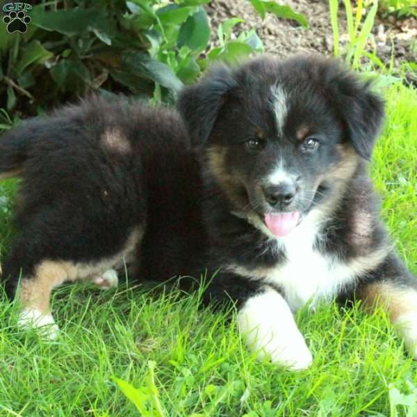 Button, Australian Shepherd Puppy