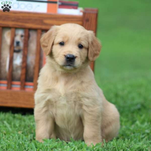 Sadie, Golden Retriever Puppy