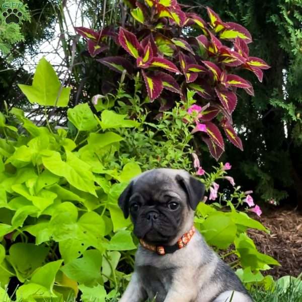 Ellie, Pug Puppy