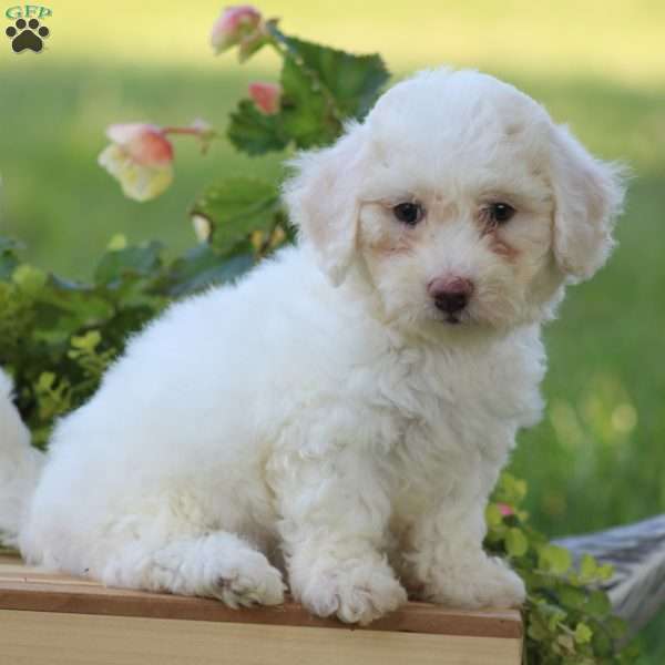 Cotton, Bichon Frise Puppy