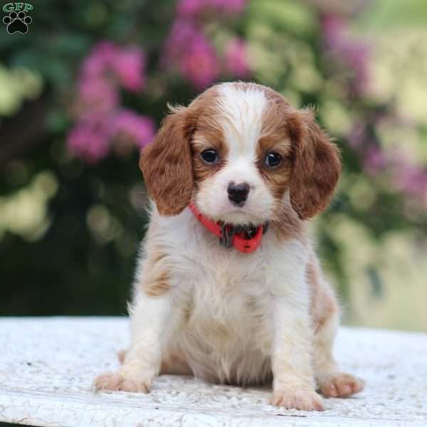 Connie, Beaglier Puppy