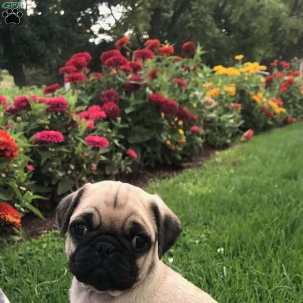 Prince, Pug Puppy