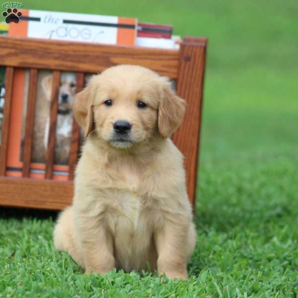 Stellar, Golden Retriever Puppy