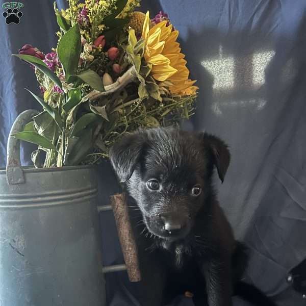 Purple, German Shepherd Mix Puppy