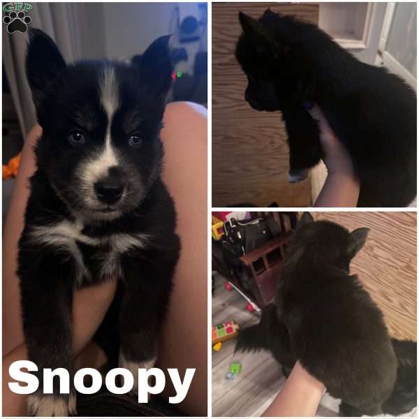 Snoopy, Siberian Husky Puppy