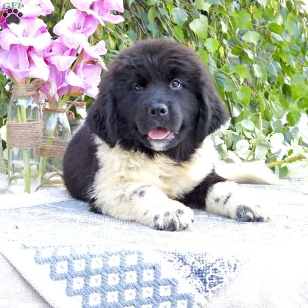 Penelope, Newfoundland Puppy