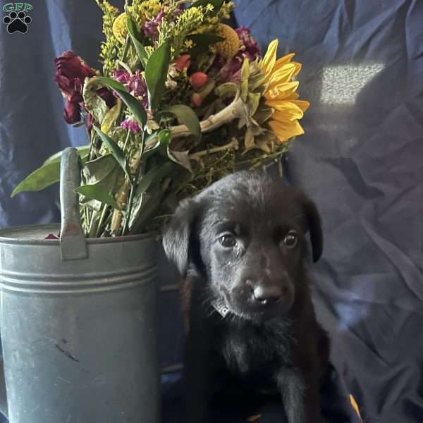 Pink, German Shepherd Mix Puppy