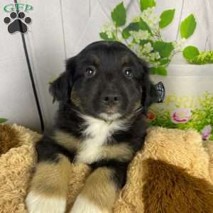 Colton, Miniature Australian Shepherd Puppy