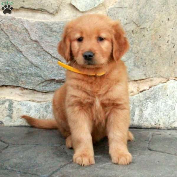 Cade, Golden Retriever Puppy