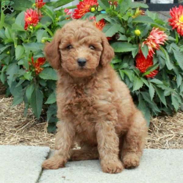 Cade, Mini Goldendoodle Puppy