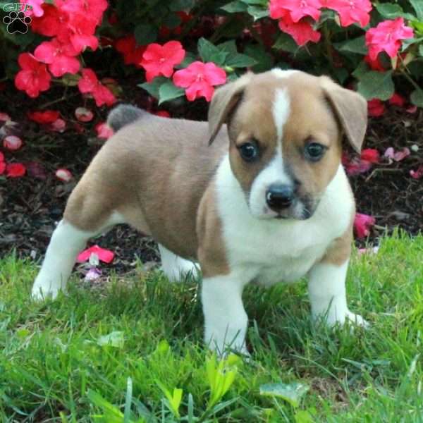 Cade, Welsh Corgi Mix Puppy