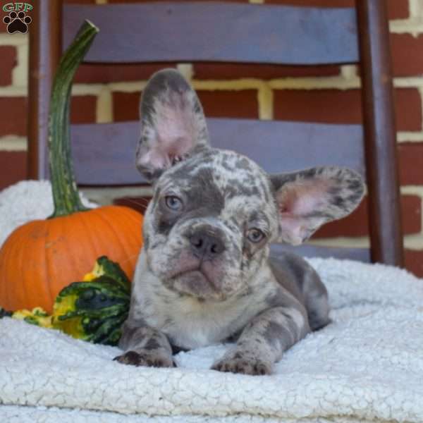 Cadet, French Bulldog Puppy