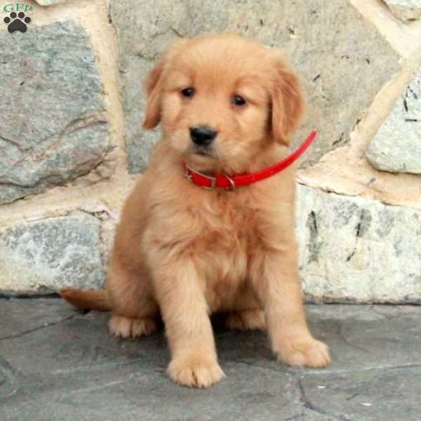 Cairo, Golden Retriever Puppy