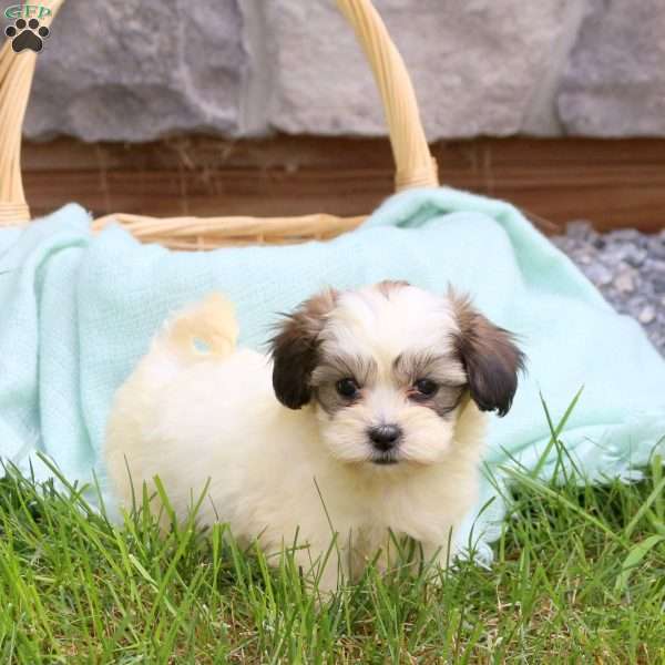 Caitlyn, Teddy Bear Puppy