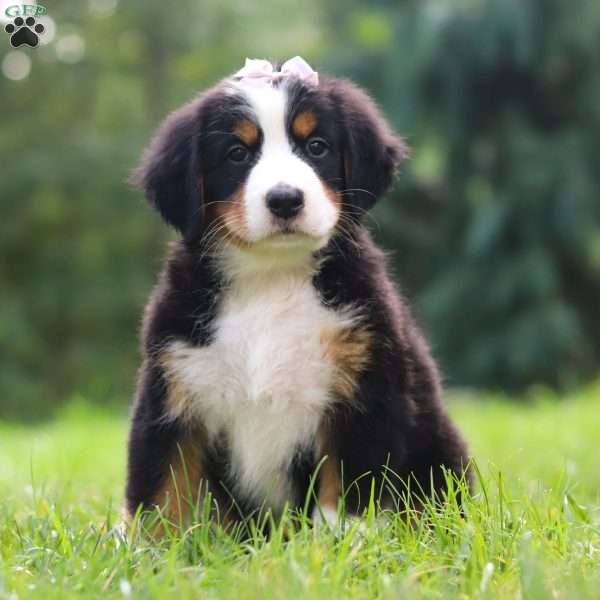 Cali, Bernese Mountain Dog Puppy