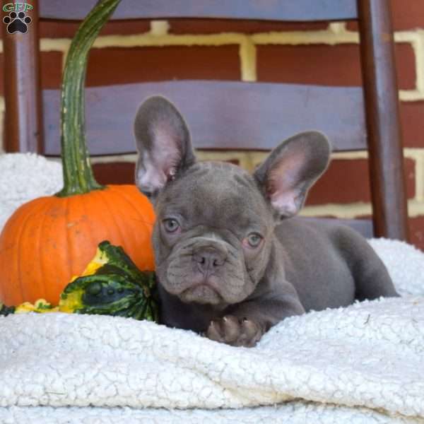 Cali, French Bulldog Puppy