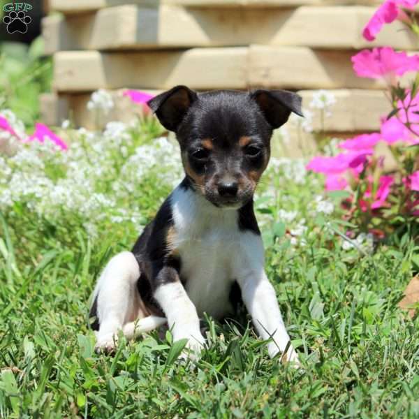 Callie, Smooth Fox Terrier Puppy