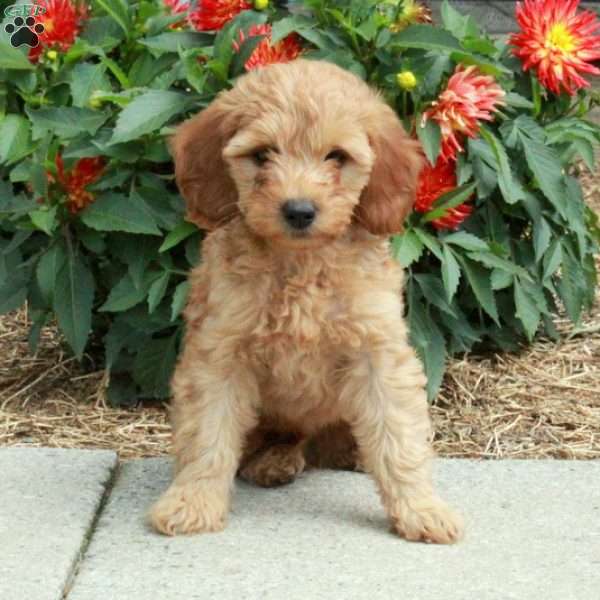 Callum, Mini Goldendoodle Puppy