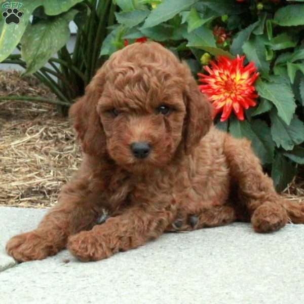 Calvin, Mini Goldendoodle Puppy