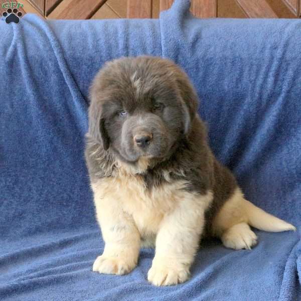 Calvin, Newfoundland Puppy