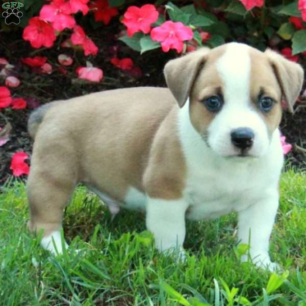 Calvin, Welsh Corgi Mix Puppy