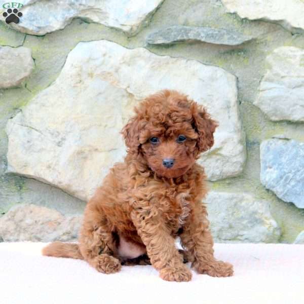 Calypso, Miniature Poodle Puppy