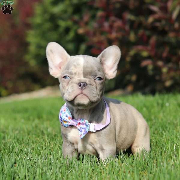 Camila, French Bulldog Puppy