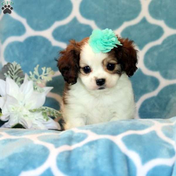 Candy, Cavalier King Charles Mix Puppy