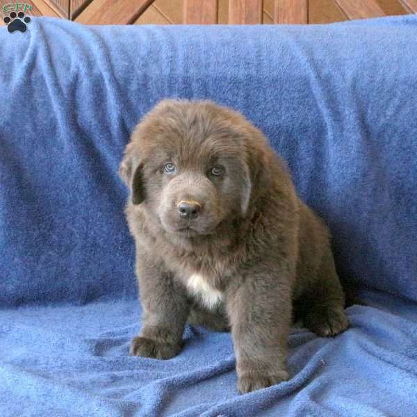 Candy, Newfoundland Puppy