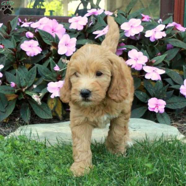 Cannon, Mini Goldendoodle Puppy