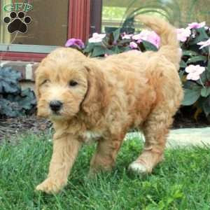 Cannon, Mini Goldendoodle Puppy