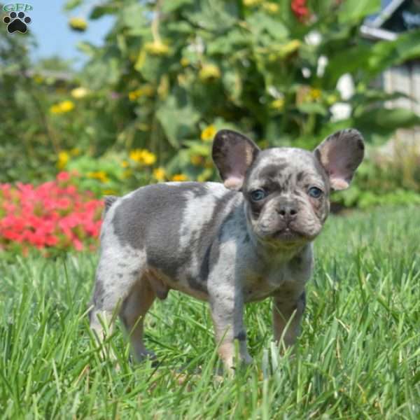 Captain, French Bulldog Puppy