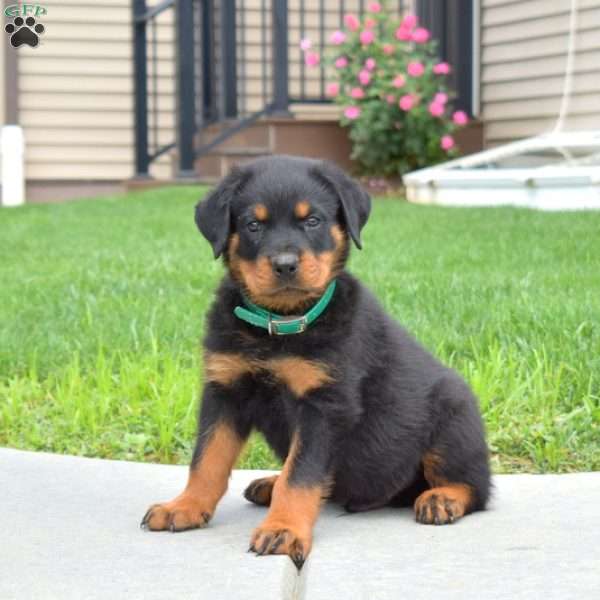 Captain, Rottweiler Puppy